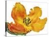 Parrot tulip close-up-Frank Krahmer-Stretched Canvas