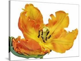 Parrot tulip close-up-Frank Krahmer-Stretched Canvas