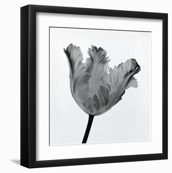 Parrot Tulip I-Tom Artin-Framed Giclee Print