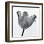 Parrot Tulip I-Tom Artin-Framed Giclee Print