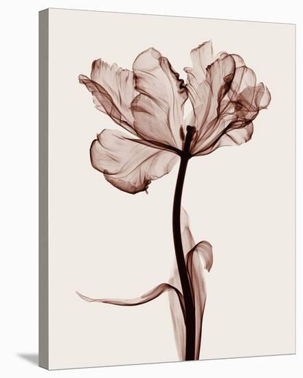 Parrot Tulip I-Steven N^ Meyers-Stretched Canvas