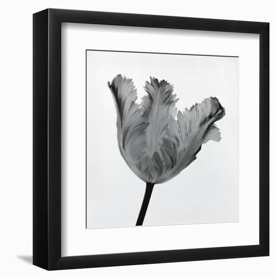 Parrot Tulip I-Tom Artin-Framed Art Print