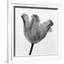 Parrot Tulip I-Tom Artin-Framed Art Print