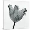 Parrot Tulip I-Tom Artin-Stretched Canvas