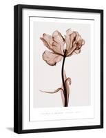 Parrot Tulip I-Steven N^ Meyers-Framed Art Print