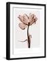 Parrot Tulip I-Steven N^ Meyers-Framed Art Print