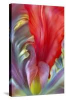 Parrot Tulip I-Kathy Mahan-Stretched Canvas