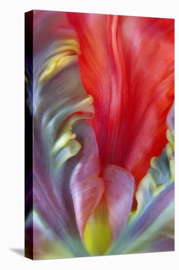 Parrot Tulip I-Kathy Mahan-Stretched Canvas