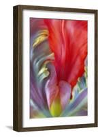 Parrot Tulip I-Kathy Mahan-Framed Photographic Print