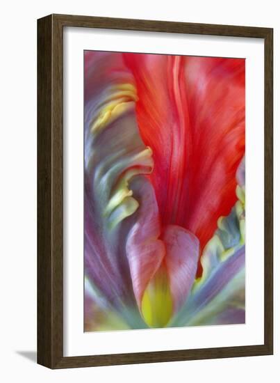 Parrot Tulip I-Kathy Mahan-Framed Photographic Print