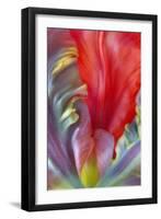 Parrot Tulip I-Kathy Mahan-Framed Photographic Print