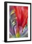 Parrot Tulip I-Kathy Mahan-Framed Photographic Print