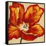 Parrot Tulip I-Tim O'toole-Framed Stretched Canvas