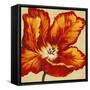 Parrot Tulip I-Tim O'toole-Framed Stretched Canvas
