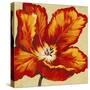 Parrot Tulip I-Tim O'toole-Stretched Canvas