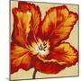 Parrot Tulip I-Tim O'toole-Mounted Art Print