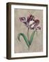 Parrot Tulip I-Jill Deveraux-Framed Art Print