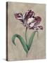 Parrot Tulip I-Jill Deveraux-Stretched Canvas