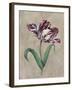 Parrot Tulip I-Jill Deveraux-Framed Art Print