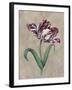 Parrot Tulip I-Jill Deveraux-Framed Art Print