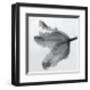 Parrot Tulip II-Tom Artin-Framed Art Print