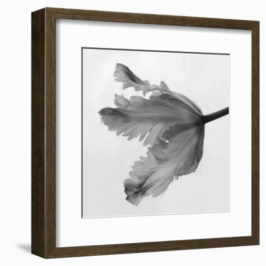 Parrot Tulip II-Tom Artin-Framed Art Print