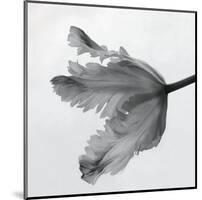 Parrot Tulip II-Tom Artin-Mounted Art Print