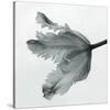 Parrot Tulip II-Tom Artin-Stretched Canvas