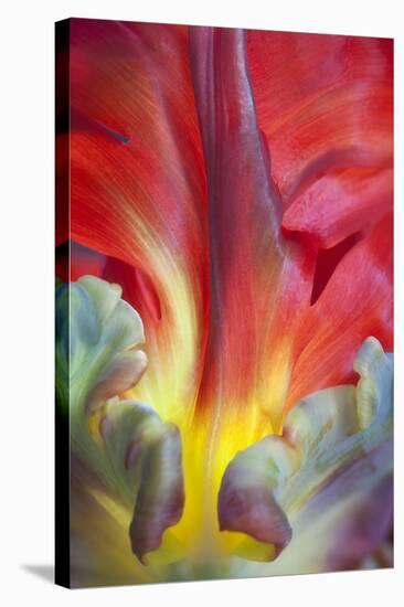 Parrot Tulip II-Kathy Mahan-Stretched Canvas