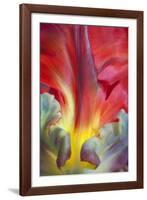 Parrot Tulip II-Kathy Mahan-Framed Photographic Print