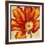 Parrot Tulip II-Tim O'toole-Framed Art Print