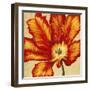 Parrot Tulip II-Tim O'toole-Framed Art Print