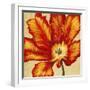 Parrot Tulip II-Tim O'toole-Framed Art Print