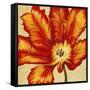 Parrot Tulip II-Tim O'toole-Framed Stretched Canvas