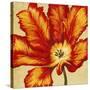 Parrot Tulip II-Tim O'toole-Stretched Canvas