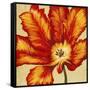 Parrot Tulip II-Tim O'toole-Framed Stretched Canvas