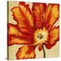 Parrot Tulip II-Tim O'toole-Stretched Canvas