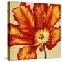 Parrot Tulip II-Tim O'toole-Stretched Canvas