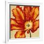 Parrot Tulip II-Tim O'toole-Framed Art Print