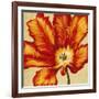 Parrot Tulip II-Tim O'toole-Framed Art Print