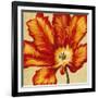 Parrot Tulip II-Tim O'toole-Framed Art Print