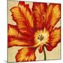 Parrot Tulip II-Tim O'toole-Mounted Art Print