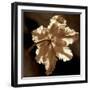 Parrot Tulip II-Caroline Kelly-Framed Photo