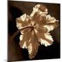 Parrot Tulip II-Caroline Kelly-Mounted Photo