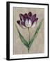 Parrot Tulip II-Jill Deveraux-Framed Art Print