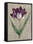 Parrot Tulip II-Jill Deveraux-Framed Stretched Canvas