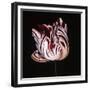 Parrot Tulip Study in Red-Hampton Hall-Framed Giclee Print