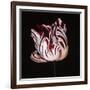 Parrot Tulip Study in Red-Hampton Hall-Framed Giclee Print