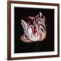 Parrot Tulip Study in Red-Hampton Hall-Framed Giclee Print