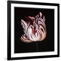 Parrot Tulip Study in Red-Hampton Hall-Framed Giclee Print